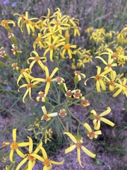Senecio spartioides