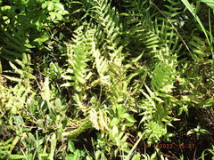 Thelypteris palustris