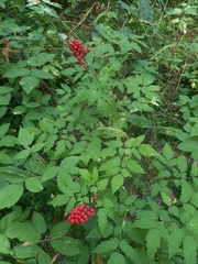 Actaea erythrocarpa