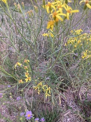 Senecio spartioides