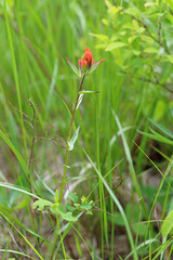 Castilleja miniata miniata