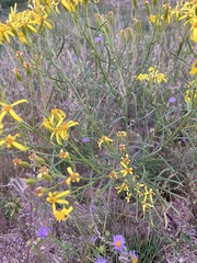Senecio spartioides