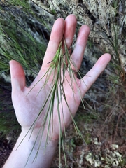 Dracophyllum longifolium