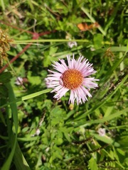 Erigeron longipes