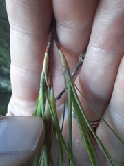 Dracophyllum longifolium