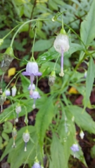 Campanula divaricata