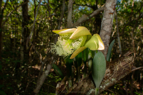 Rhyncholaelia digbyana (Lindl.) Schltr.