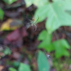 Mangora