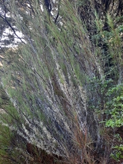 Dracophyllum longifolium