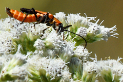 Chauliognathus basalis