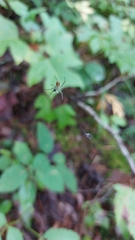Mangora