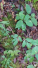 Mangora