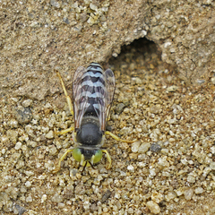 Bembix americana comata