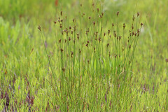 Juncus interior
