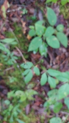 Mangora