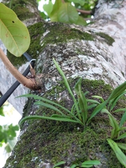 Lepisorus thunbergianus