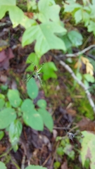 Mangora