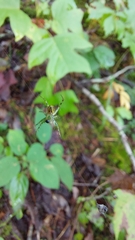 Mangora