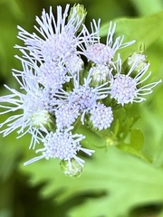 Conoclinium dissectum