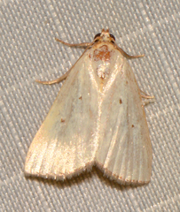 Marimatha nigrofimbria