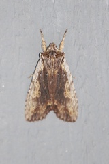 Lithophane petulca