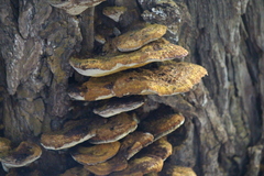 Mensularia radiata