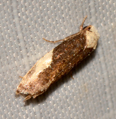 Monopis longella