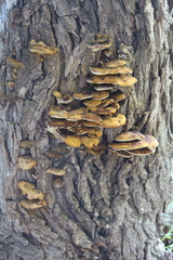 Mensularia radiata