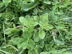 Cerastium glomeratum