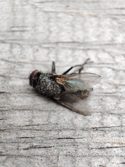 Protophormia terraenovae