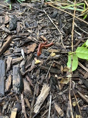 Trigoniulus corallinus