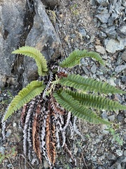 Polystichum