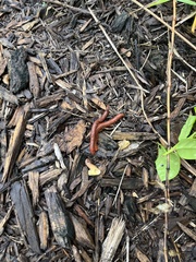 Trigoniulus corallinus