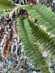 Polystichum
