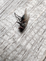 Protophormia terraenovae