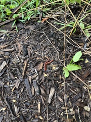 Trigoniulus corallinus