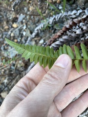 Polystichum