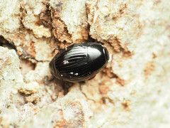 Histeridae