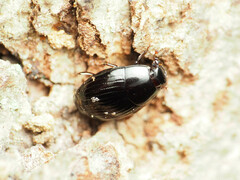 Histeridae