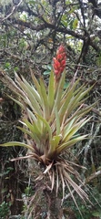 Tillandsia turneri