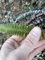 Polystichum