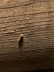 Amydria effrenatella