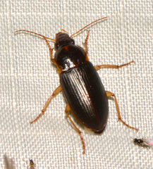 Notiobia terminata