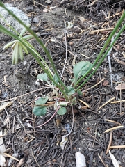 Eriogonum nudum