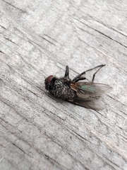 Protophormia terraenovae