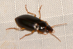 Notiobia terminata