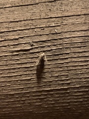 Amydria effrenatella