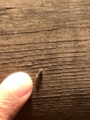 Amydria effrenatella