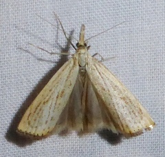 Agriphila plumbifimbriellus