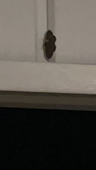 Rheumaptera meadii